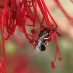 Hylaeus (Prosopisteron) chlorosoma at Red Hill, ACT - 13 Nov 2018