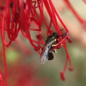 Hylaeus (Prosopisteron) chlorosoma at Red Hill, ACT - 13 Nov 2018 12:15 PM