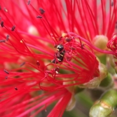 Hylaeus (Prosopisteron) chlorosoma at Red Hill, ACT - 13 Nov 2018