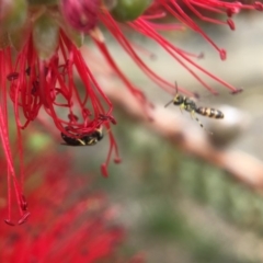 Hylaeus (Prosopisteron) chlorosoma at Red Hill, ACT - 13 Nov 2018