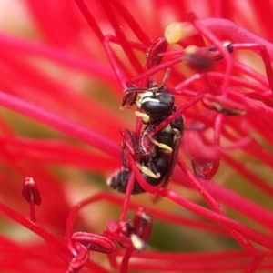 Hylaeus (Prosopisteron) chlorosoma at Red Hill, ACT - 13 Nov 2018