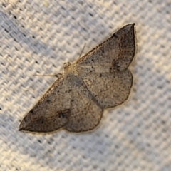 Taxeotis intextata (Looper Moth, Grey Taxeotis) at O'Connor, ACT - 4 Nov 2018 by ibaird