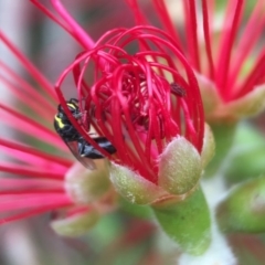 Hylaeus (Gnathoprosopis) amiculinus (Hylaeine colletid bee) at Red Hill, ACT - 13 Nov 2018 by PeterA