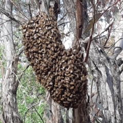 Apis mellifera (European honey bee) at Red Hill Nature Reserve - 27 Oct 2018 by Lil