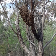 Apis mellifera at Red Hill, ACT - 27 Oct 2018