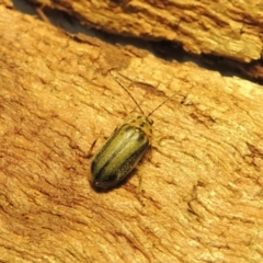 Xanthogaleruca luteola (Elm leaf beetle) at Pine Island to Point Hut - 20 Aug 2018 by michaelb