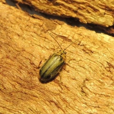 Xanthogaleruca luteola (Elm leaf beetle) at Greenway, ACT - 21 Aug 2018 by MichaelBedingfield