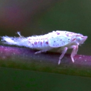 Siphanta acuta at Ainslie, ACT - 22 Oct 2018 12:34 PM