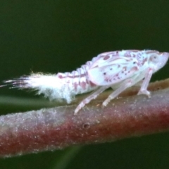 Siphanta acuta at Ainslie, ACT - 22 Oct 2018 12:34 PM