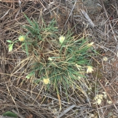 Rytidosperma carphoides (Short Wallaby Grass) at Red Hill to Yarralumla Creek - 14 Nov 2018 by ruthkerruish