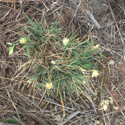 Rytidosperma carphoides (Short Wallaby Grass) at Hughes Garran Woodland - 14 Nov 2018 by ruthkerruish