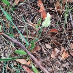 Dactylis glomerata (Cocksfoot) at Hughes Garran Woodland - 14 Nov 2018 by ruthkerruish