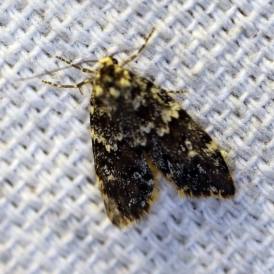 Halone coryphoea (Eastern Halone moth) at O'Connor, ACT - 4 Nov 2018 by ibaird