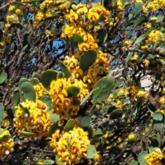 Daviesia mimosoides subsp. acris (Blunt-Leaf Bitter-Pea) at Uriarra, NSW - 7 Nov 2018 by KenT