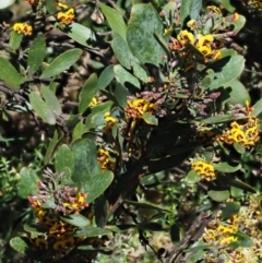 Daviesia mimosoides subsp. acris at Uriarra, NSW - 8 Nov 2018