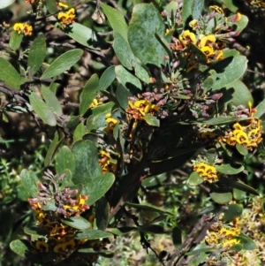 Daviesia mimosoides subsp. acris at Uriarra, NSW - 8 Nov 2018 08:28 AM