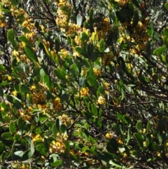 Daviesia mimosoides subsp. acris at Uriarra, NSW - 8 Nov 2018 08:28 AM