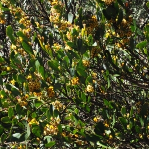 Daviesia mimosoides subsp. acris at Uriarra, NSW - 8 Nov 2018