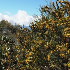 Daviesia mimosoides subsp. acris at Uriarra, NSW - 8 Nov 2018