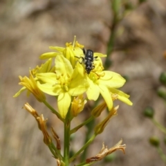 Eleale simplex (Clerid beetle) at Molonglo Valley, ACT - 12 Nov 2018 by AndyRussell