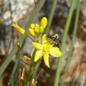 Eleale simplex at Molonglo Valley, ACT - 13 Nov 2018