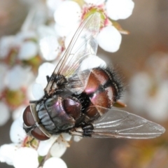 Rutilia (Donovanius) sp. (genus & subgenus) (A Bristle Fly) at Cotter Reserve - 12 Nov 2018 by Harrisi
