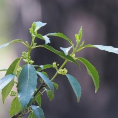 Hedycarya angustifolia (Austral Mulberry) at Cotter River, ACT - 1 Nov 2018 by KenT
