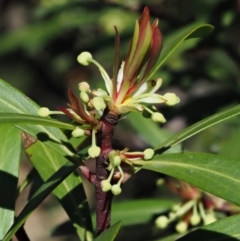 Tasmannia lanceolata (Mountain Pepper) at Uriarra, NSW - 7 Nov 2018 by KenT