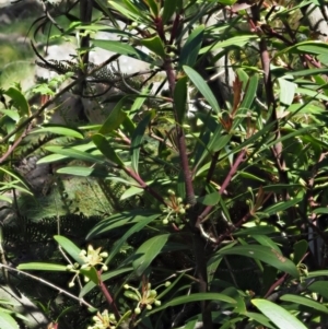 Tasmannia lanceolata at Uriarra, NSW - 8 Nov 2018
