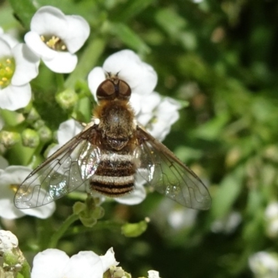 Villa sp. (genus) (Unidentified Villa bee fly) at National Arboretum Forests - 11 Nov 2018 by JanetRussell