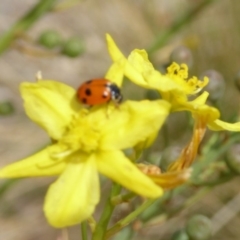 Hippodamia variegata (Spotted Amber Ladybird) at Molonglo Valley, ACT - 12 Nov 2018 by AndyRussell