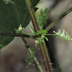 Urtica incisa at Cotter River, ACT - 8 Nov 2018