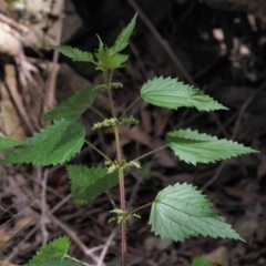 Urtica incisa at Cotter River, ACT - 8 Nov 2018