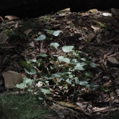 Urtica incisa at Cotter River, ACT - 8 Nov 2018