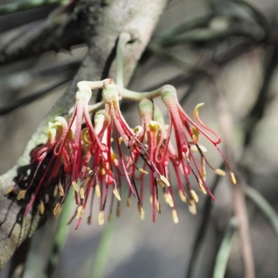 Amyema cambagei (Sheoak Mistletoe) at Dunlop, ACT - 10 Nov 2018 by KenT