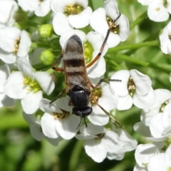 Pipinnipons fascipennis (Stiletto Fly) at National Arboretum Forests - 11 Nov 2018 by JanetRussell