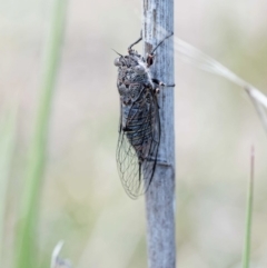 Atrapsalta furcilla (Southern Mountain Squeaker) at Namadgi National Park - 12 Nov 2018 by KenT