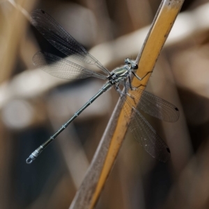 Austroargiolestes icteromelas at Rendezvous Creek, ACT - 12 Nov 2018