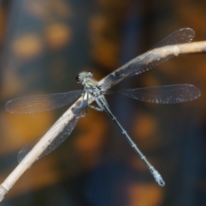 Austroargiolestes icteromelas at Rendezvous Creek, ACT - 12 Nov 2018