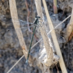 Austroargiolestes icteromelas at Rendezvous Creek, ACT - 12 Nov 2018