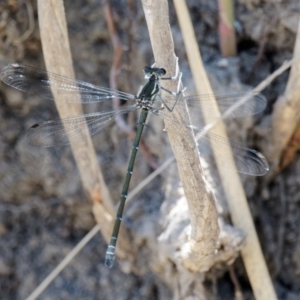 Austroargiolestes icteromelas at Rendezvous Creek, ACT - 12 Nov 2018