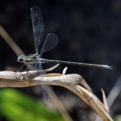 Austroargiolestes icteromelas at Rendezvous Creek, ACT - 12 Nov 2018 11:59 AM