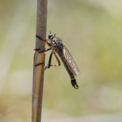 Dolopus rubrithorax (Large Brown Robber Fly) at Rendezvous Creek, ACT - 12 Nov 2018 by KenT