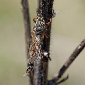 Dolopus rubrithorax at Rendezvous Creek, ACT - 12 Nov 2018