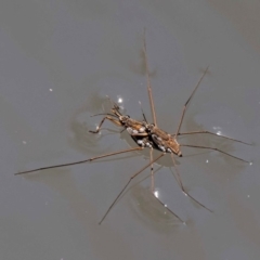 Tenagogerris euphrosyne (Water Strider) at Rendezvous Creek, ACT - 12 Nov 2018 by KenT