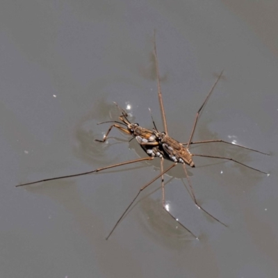 Tenagogerris euphrosyne (Water Strider) at Namadgi National Park - 12 Nov 2018 by KenT