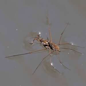 Tenagogerris euphrosyne at Rendezvous Creek, ACT - 12 Nov 2018