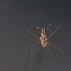 Tenagogerris euphrosyne at Rendezvous Creek, ACT - 12 Nov 2018