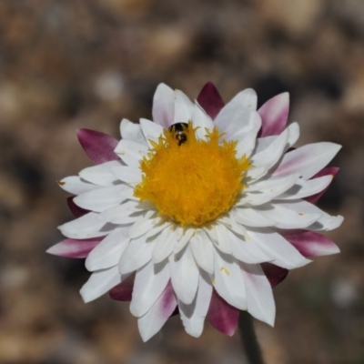Leucochrysum albicans subsp. tricolor (Hoary Sunray) at Rendezvous Creek, ACT - 12 Nov 2018 by KenT