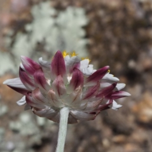 Leucochrysum albicans subsp. tricolor at Rendezvous Creek, ACT - 12 Nov 2018